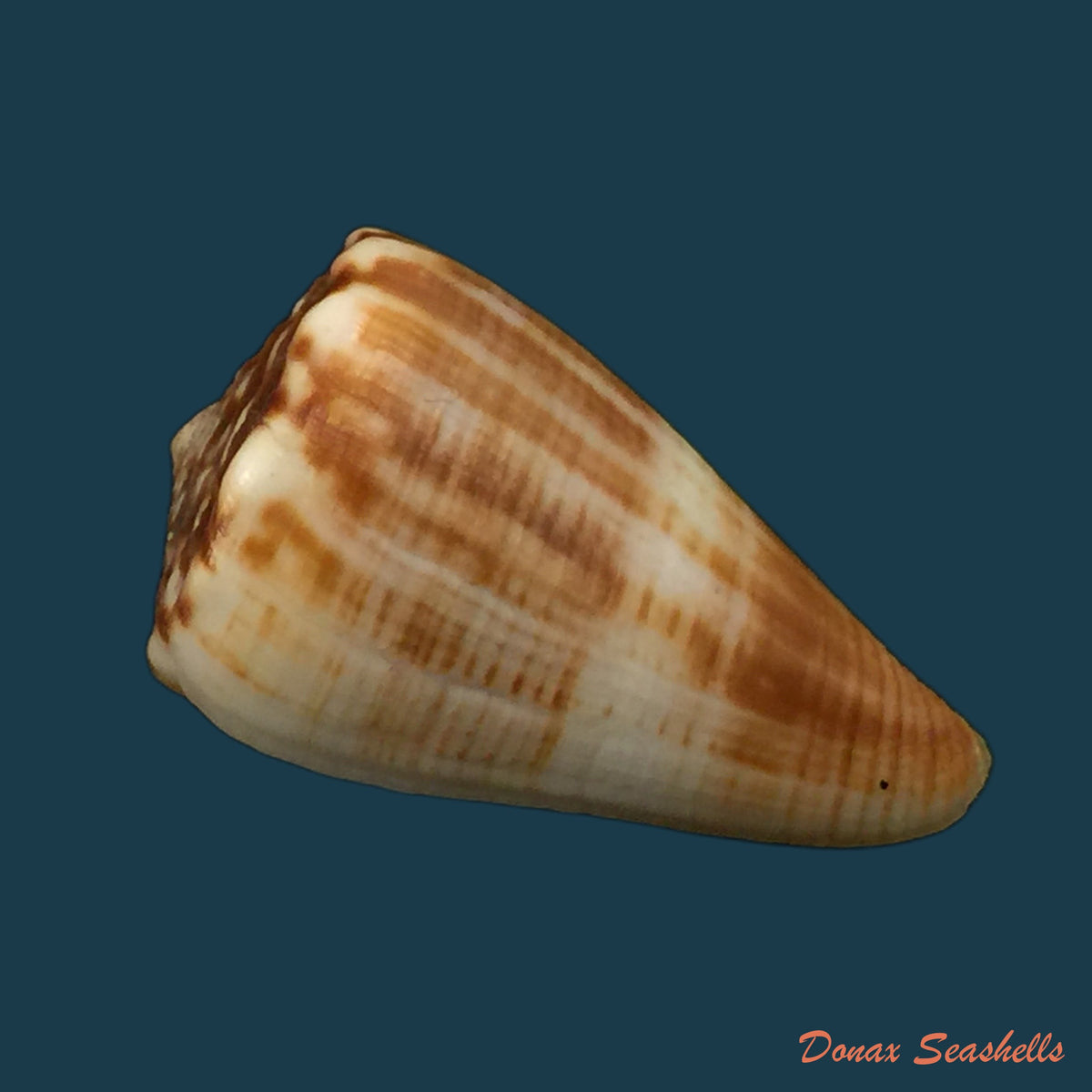 copia-de-conasprella-ximenes-gray-1839