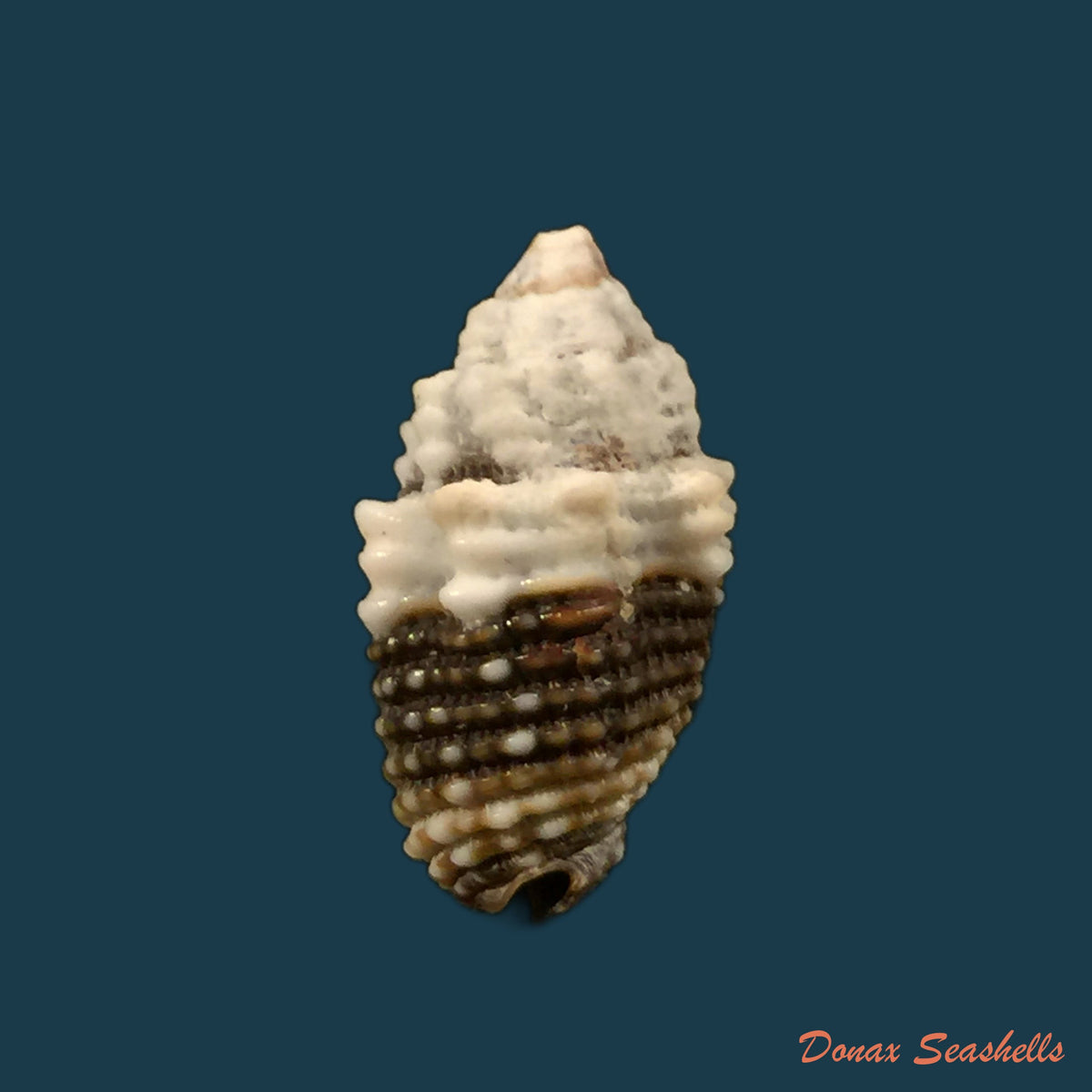 copia-de-condylomitra-tuberosum-reeve-1845-16mm