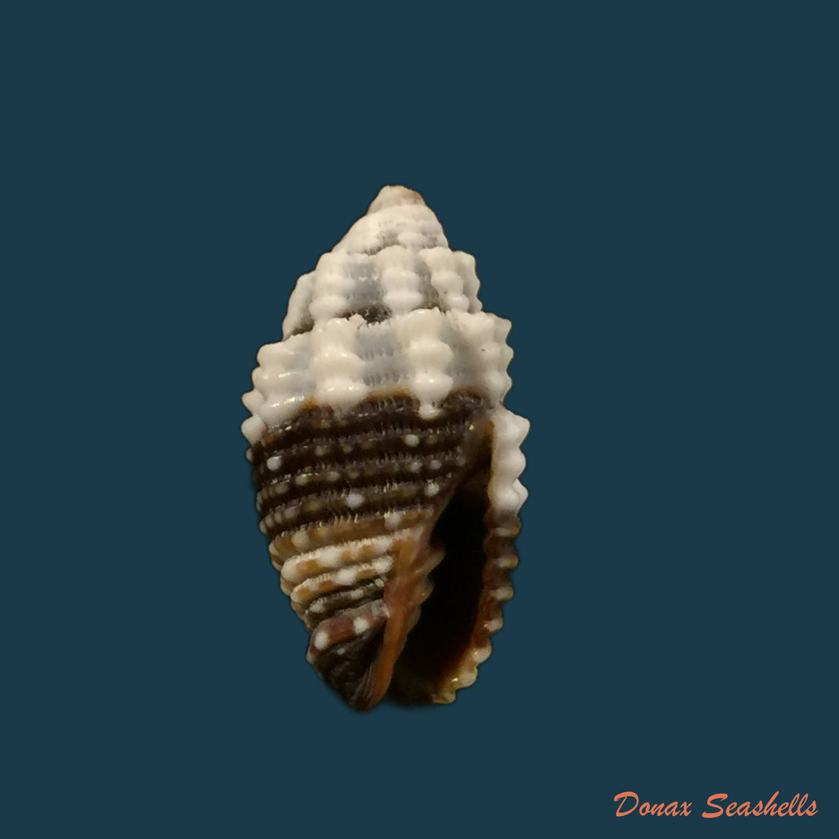 copia-de-condylomitra-tuberosum-reeve-1845-16mm
