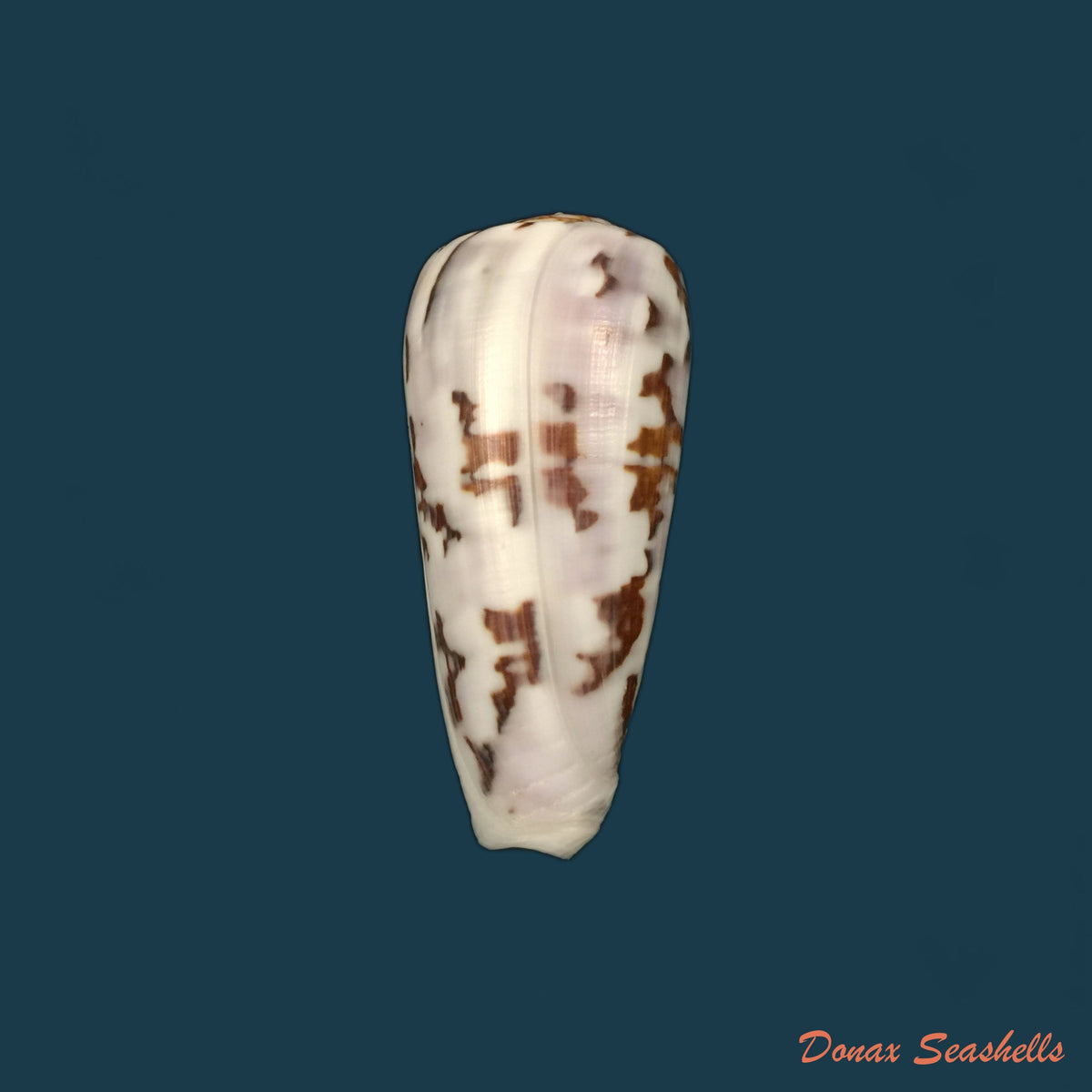 copia-de-conus-anemone-lamarck-1810-41-2mm