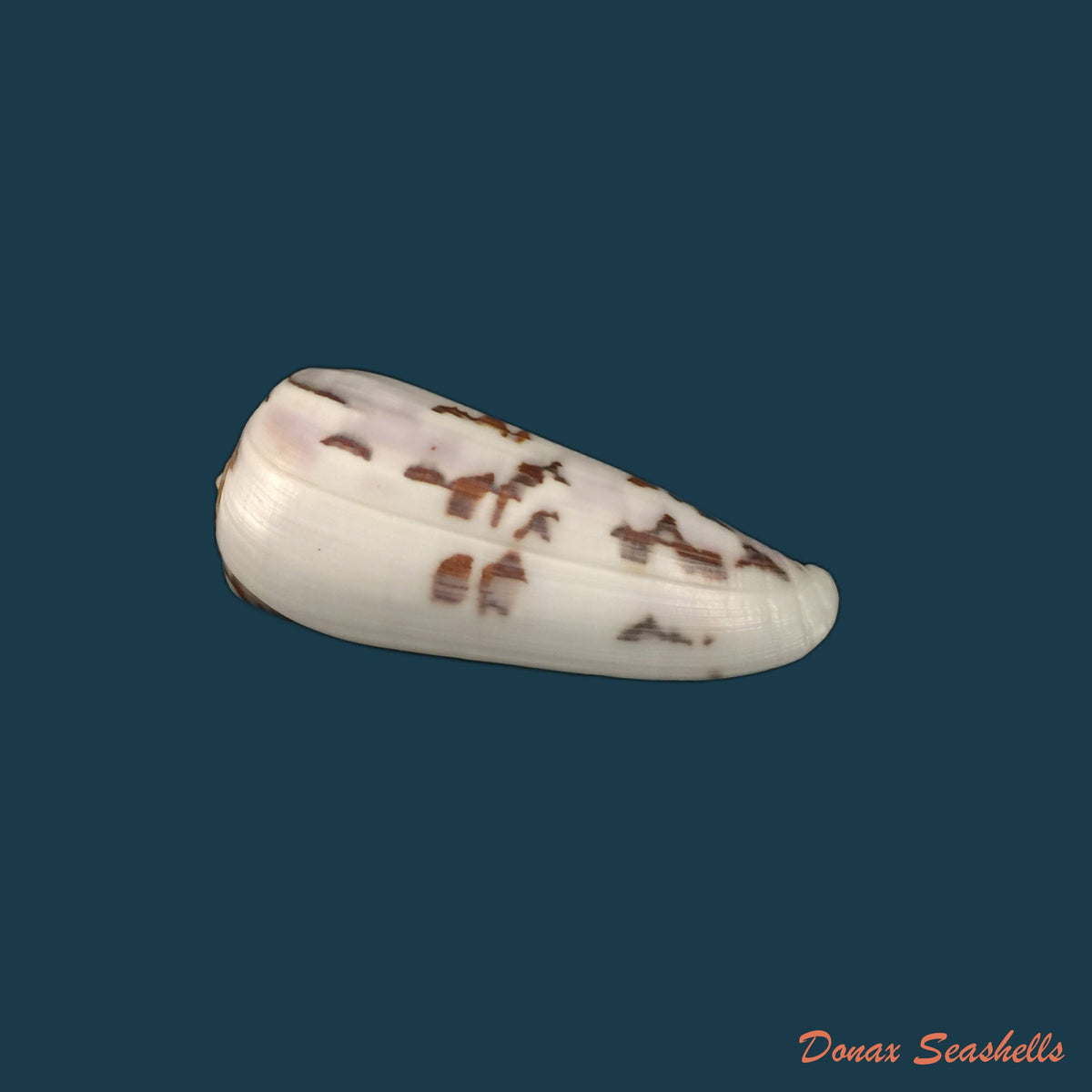 copia-de-conus-anemone-lamarck-1810-41-2mm