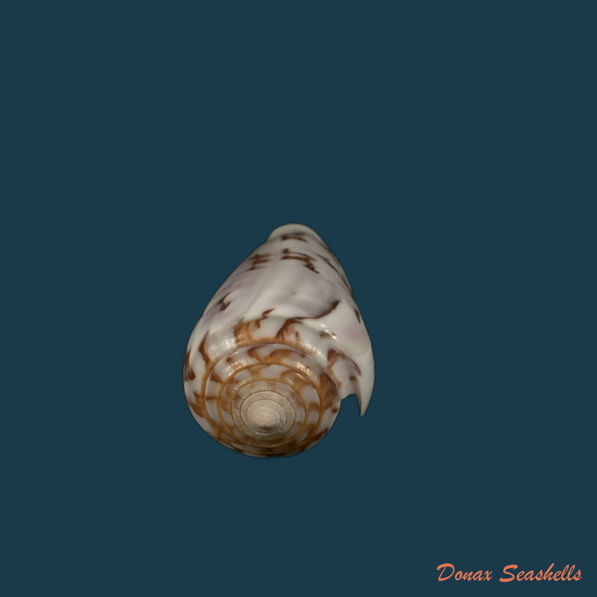 copia-de-conus-anemone-lamarck-1810-41-2mm