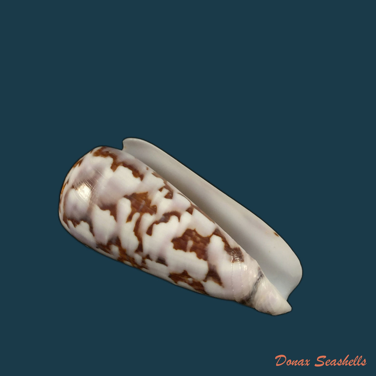 copia-de-conus-anemone-lamarck-1810-41-2mm