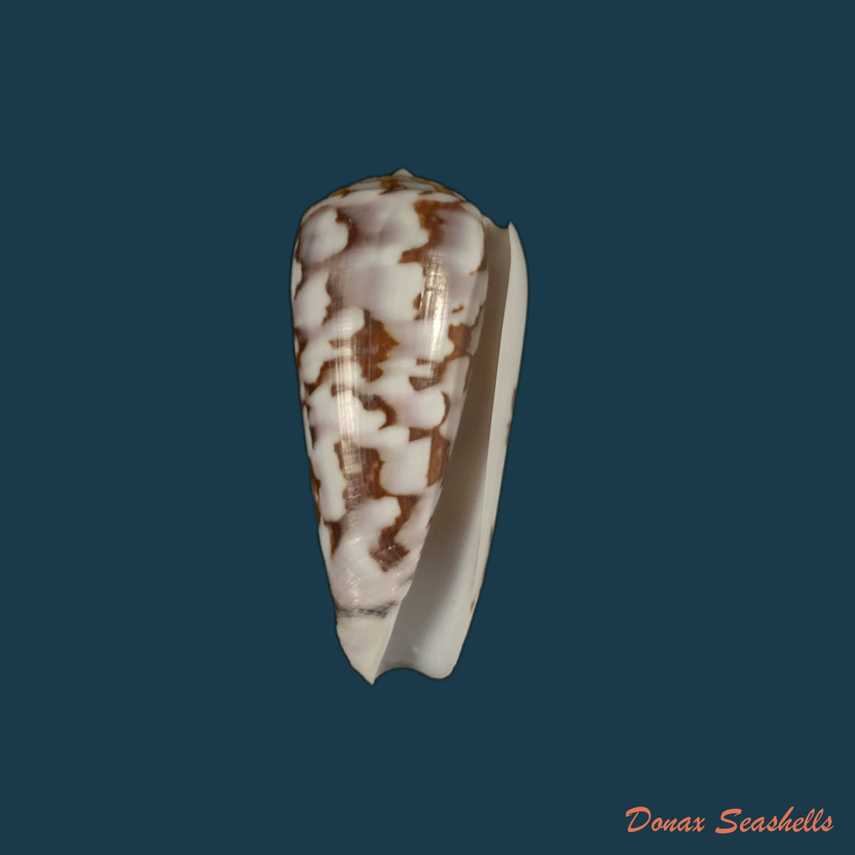 copia-de-conus-anemone-lamarck-1810-41-2mm