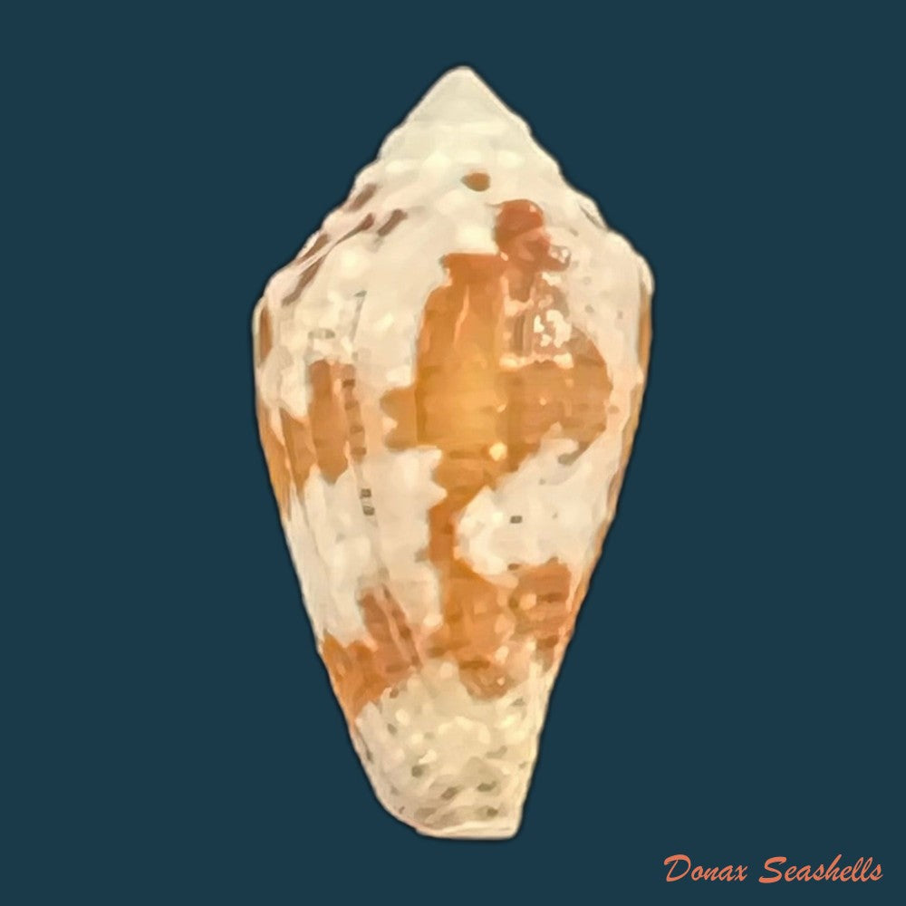 copia-de-conus-archon-broderip-1833-20-6mm