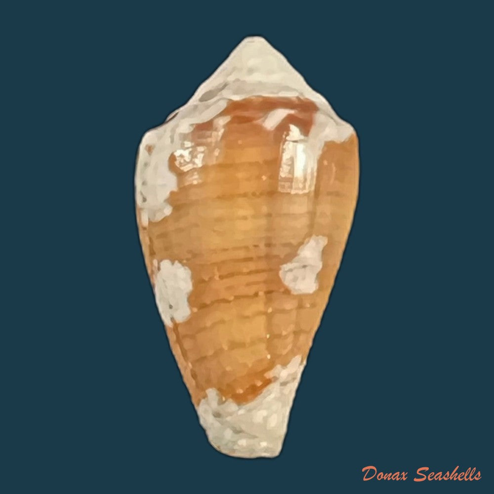 copia-de-conus-archon-broderip-1833-21-2mm