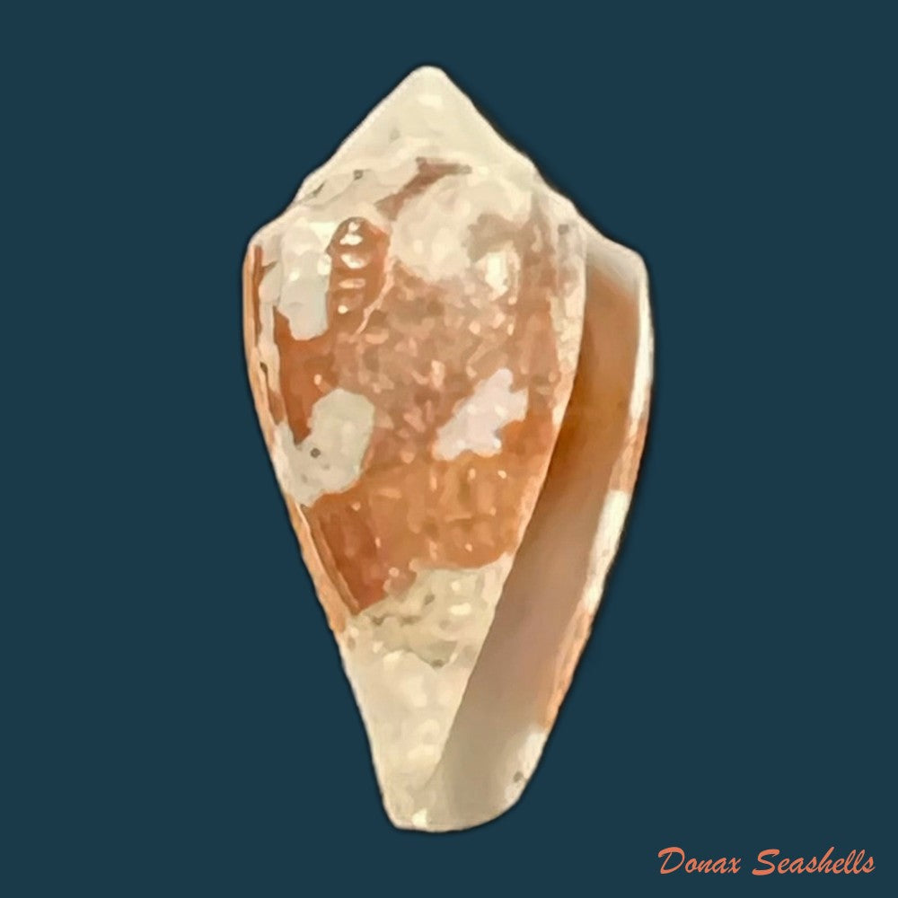 copia-de-conus-archon-broderip-1833-21-2mm