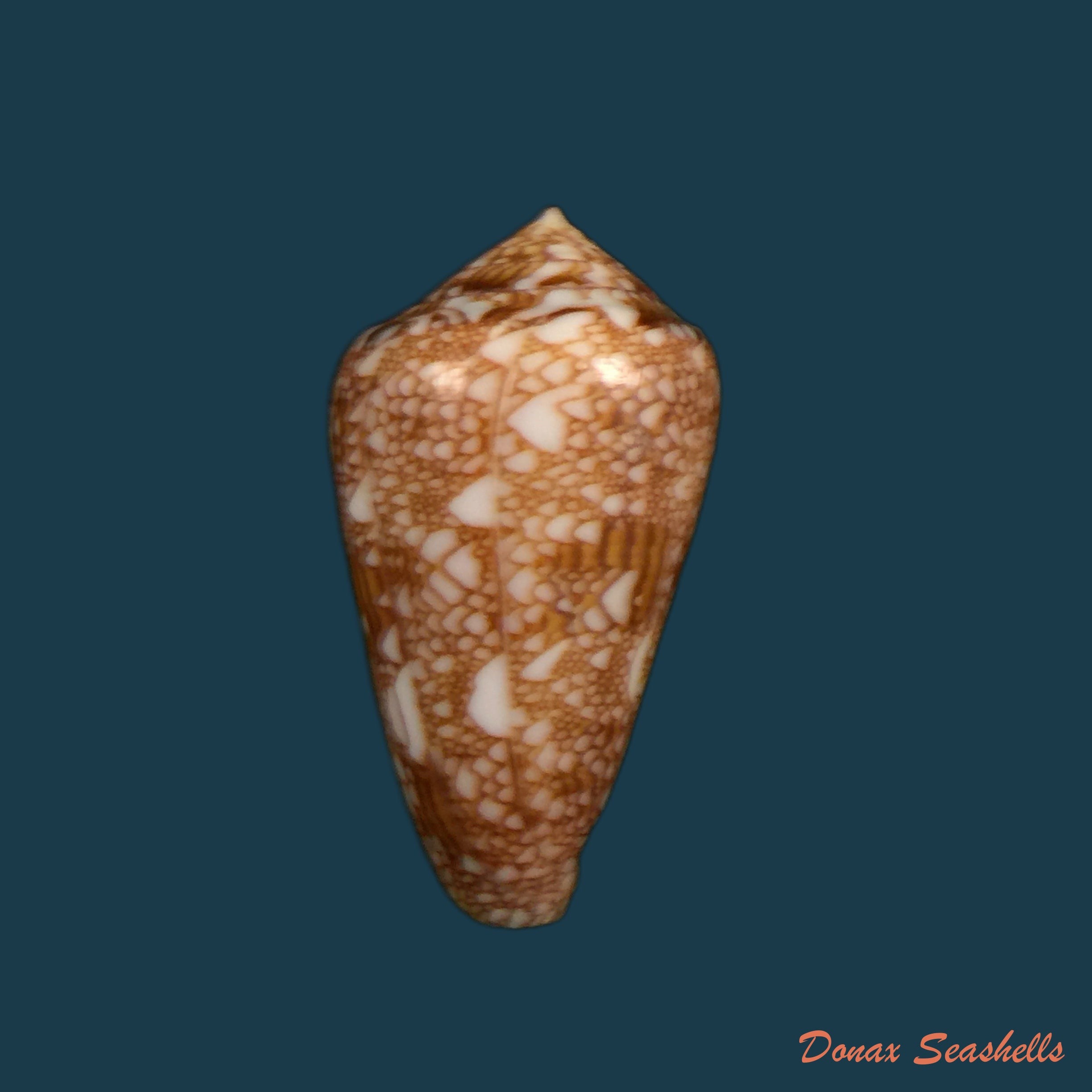 copia-de-conus-aulicus-linnaeus-1758-93-2mm