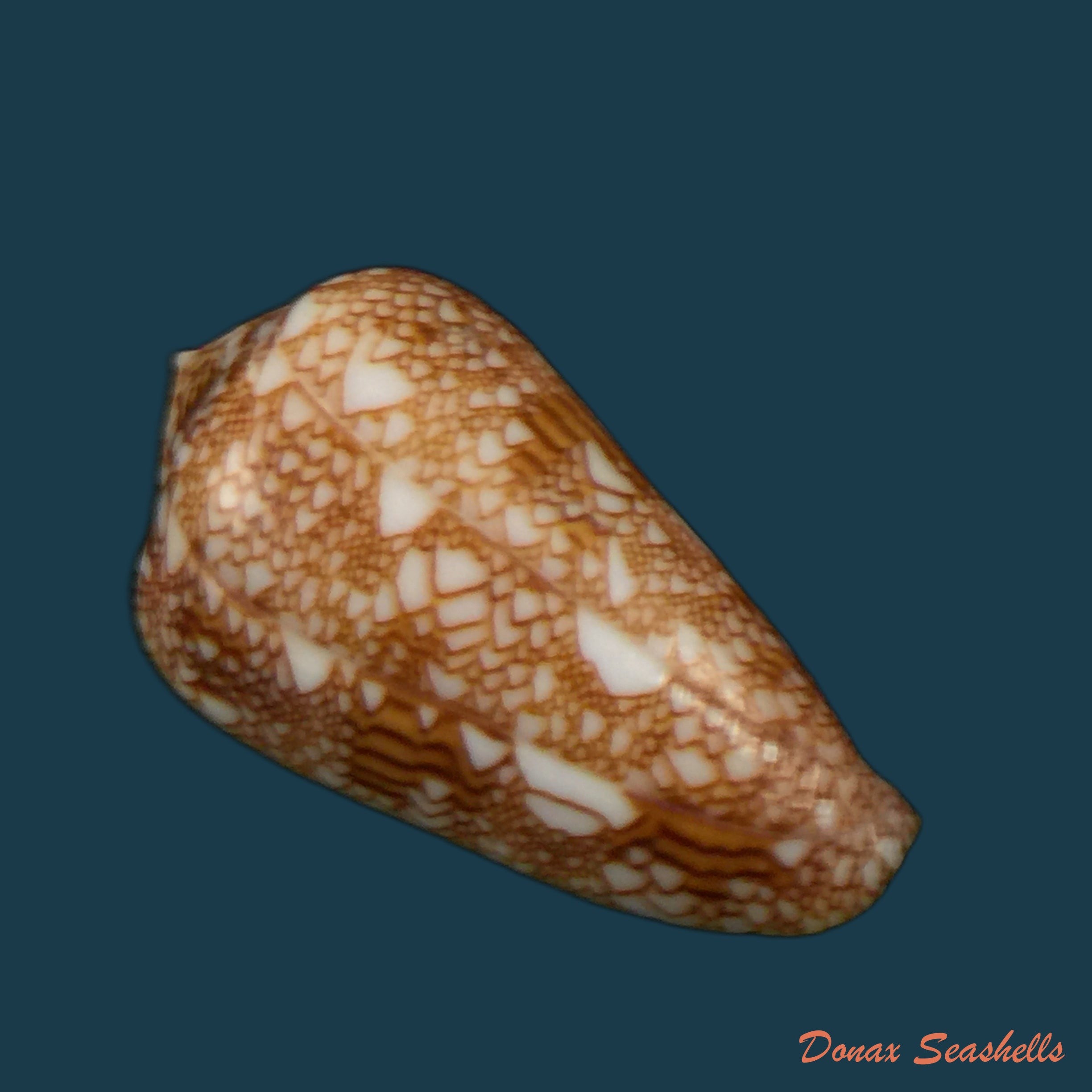 copia-de-conus-aulicus-linnaeus-1758-93-2mm