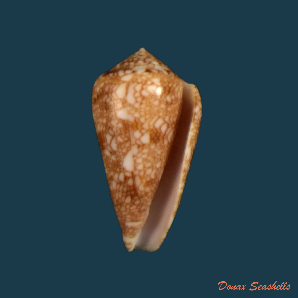 copia-de-conus-aulicus-linnaeus-1758-93-2mm