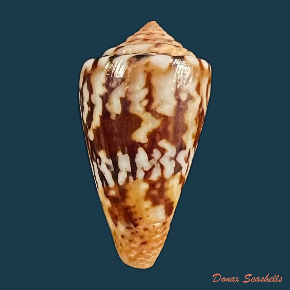 copia-de-conus-brasiliensis-clench-1942-20-9mm