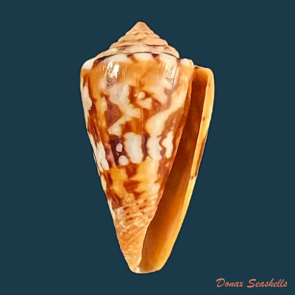 copia-de-conus-brasiliensis-clench-1942-20-9mm