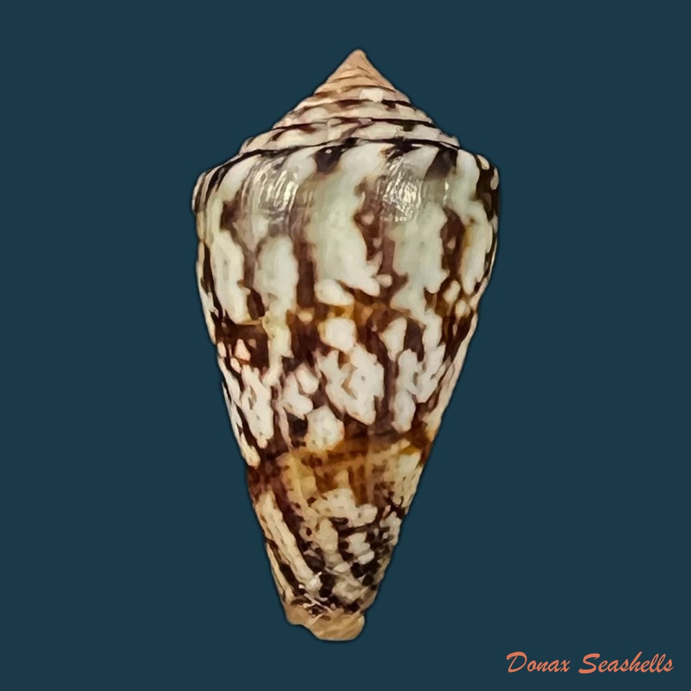 copia-de-conus-brasiliensis-clench-1942-21-8mm