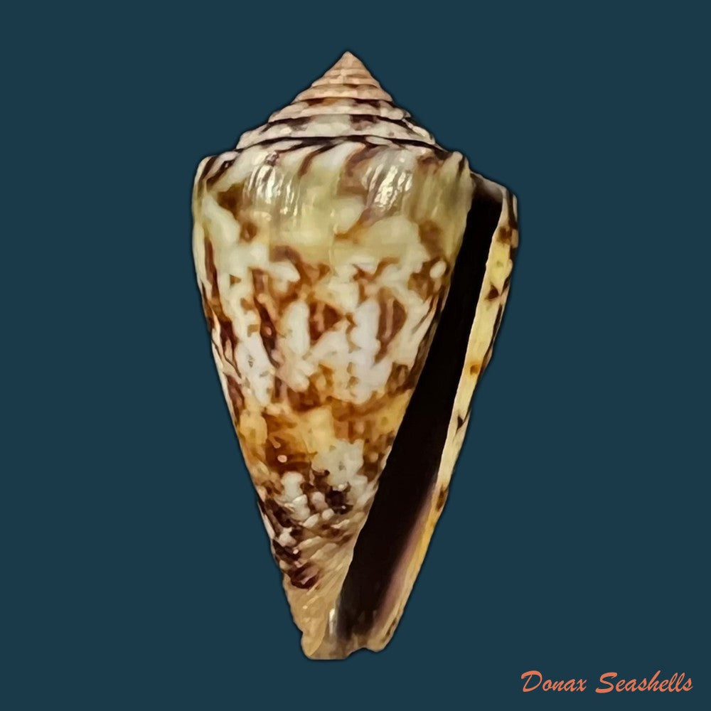 copia-de-conus-brasiliensis-clench-1942-21-8mm