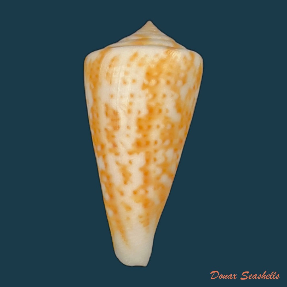 copia-de-conus-brasiliensis-clench-1942-23-4mm-1
