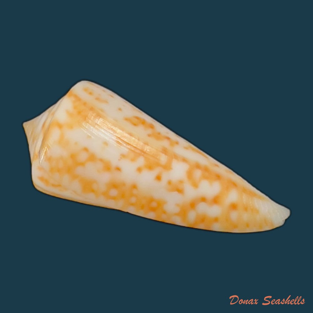 copia-de-conus-brasiliensis-clench-1942-23-4mm-1