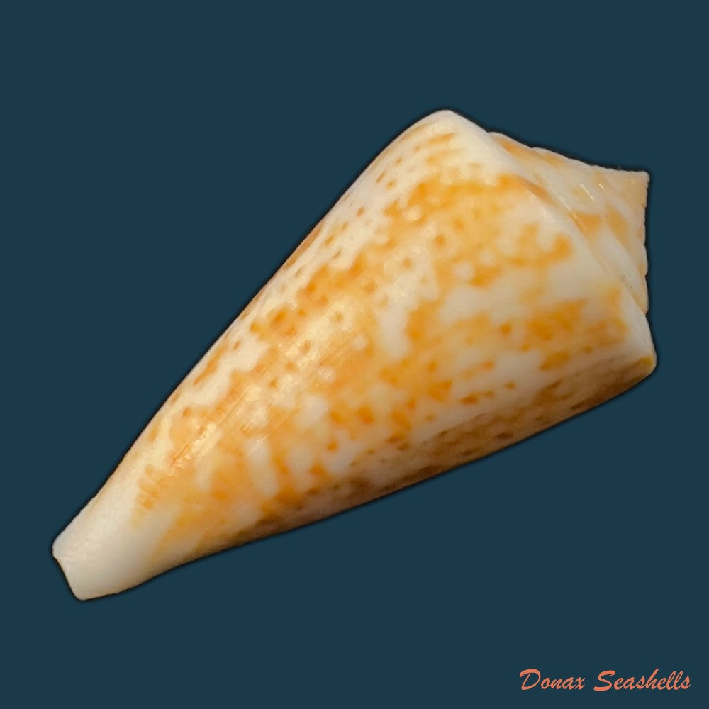 copia-de-conus-brasiliensis-clench-1942-23-4mm-1