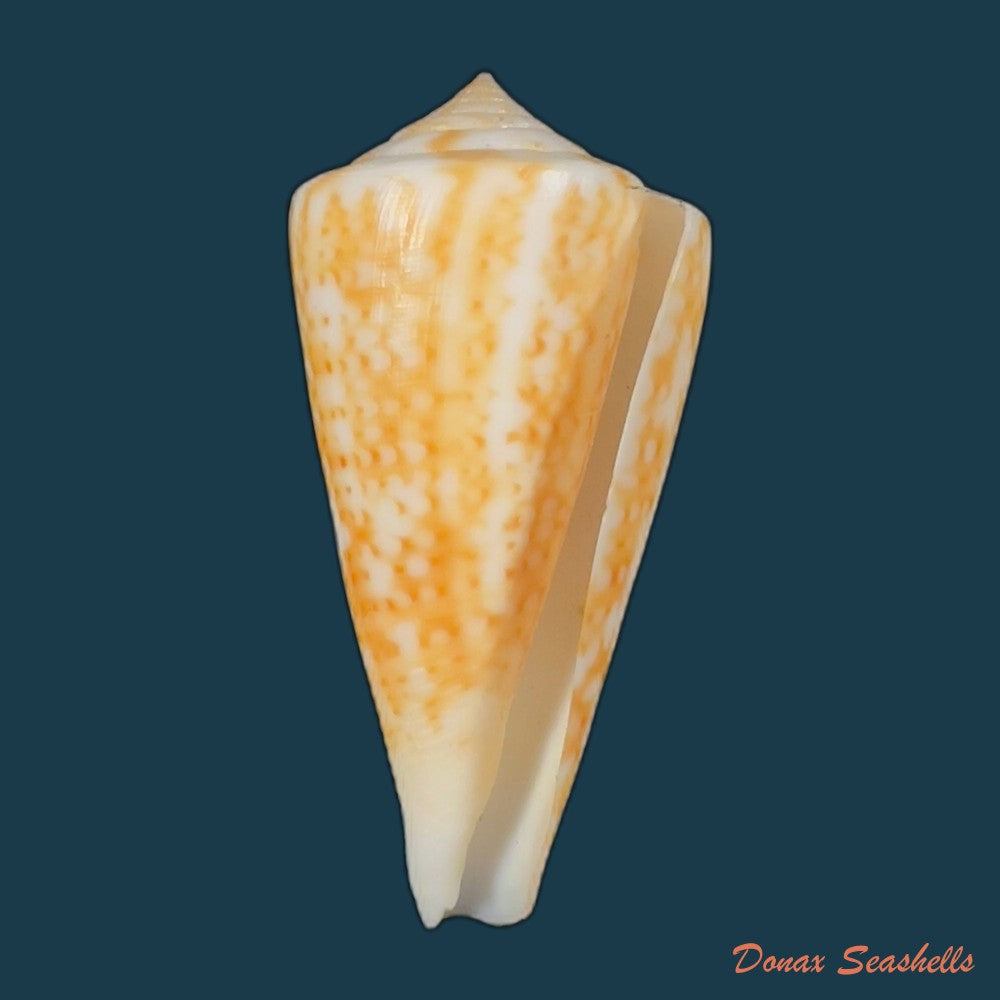 copia-de-conus-brasiliensis-clench-1942-23-4mm-1