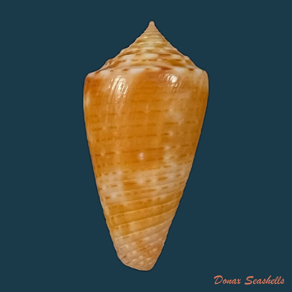 copia-de-conus-brasiliensis-clench-1942-23-4mm
