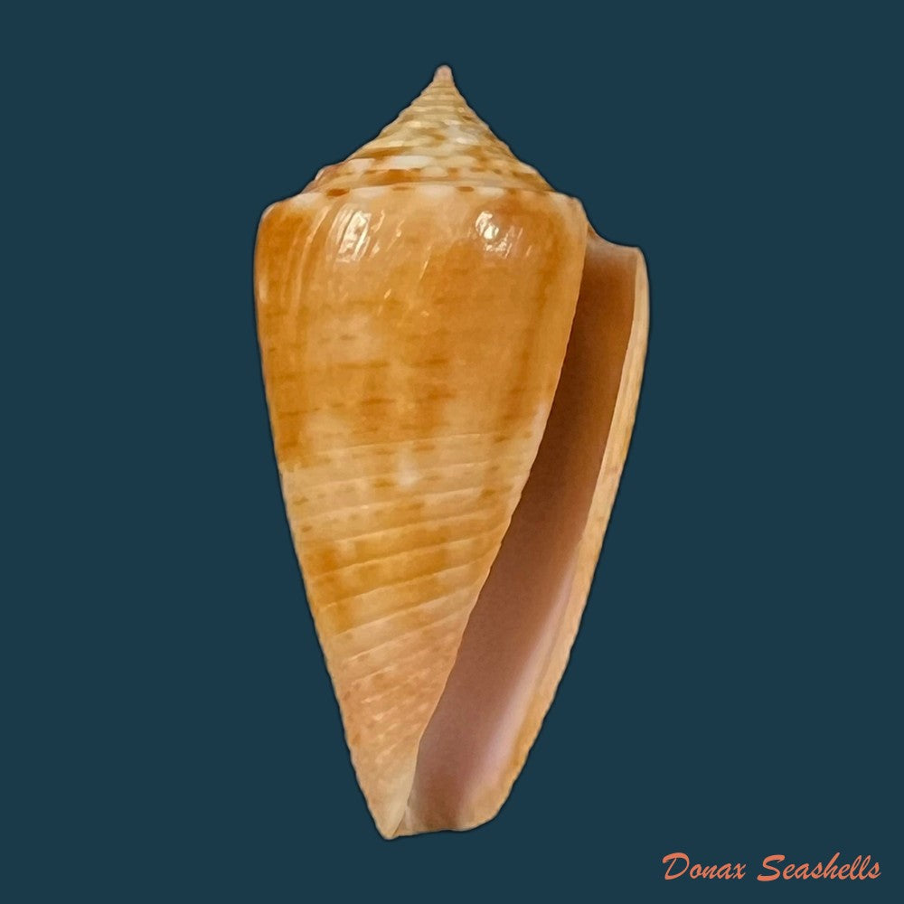 copia-de-conus-brasiliensis-clench-1942-23-4mm