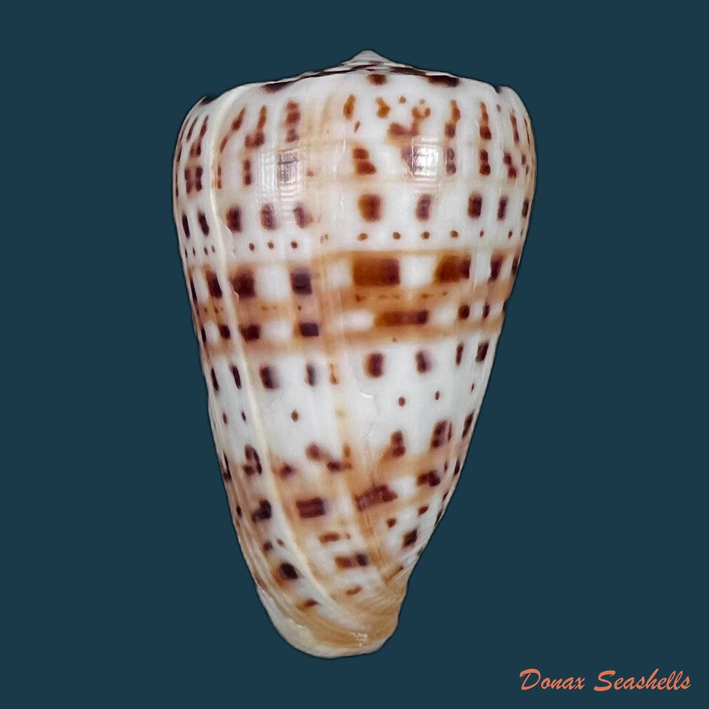 copia-de-conus-byssinus-roding-1798-42-4mm