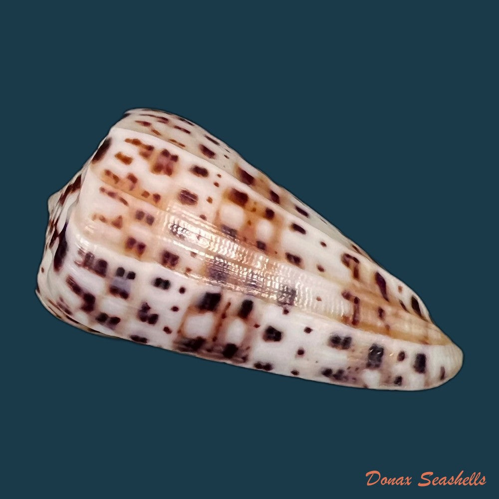 copia-de-conus-byssinus-roding-1798-42-4mm