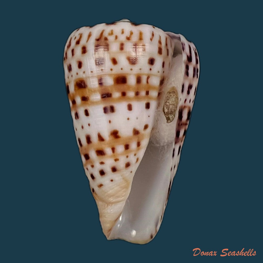 copia-de-conus-byssinus-roding-1798-42-4mm