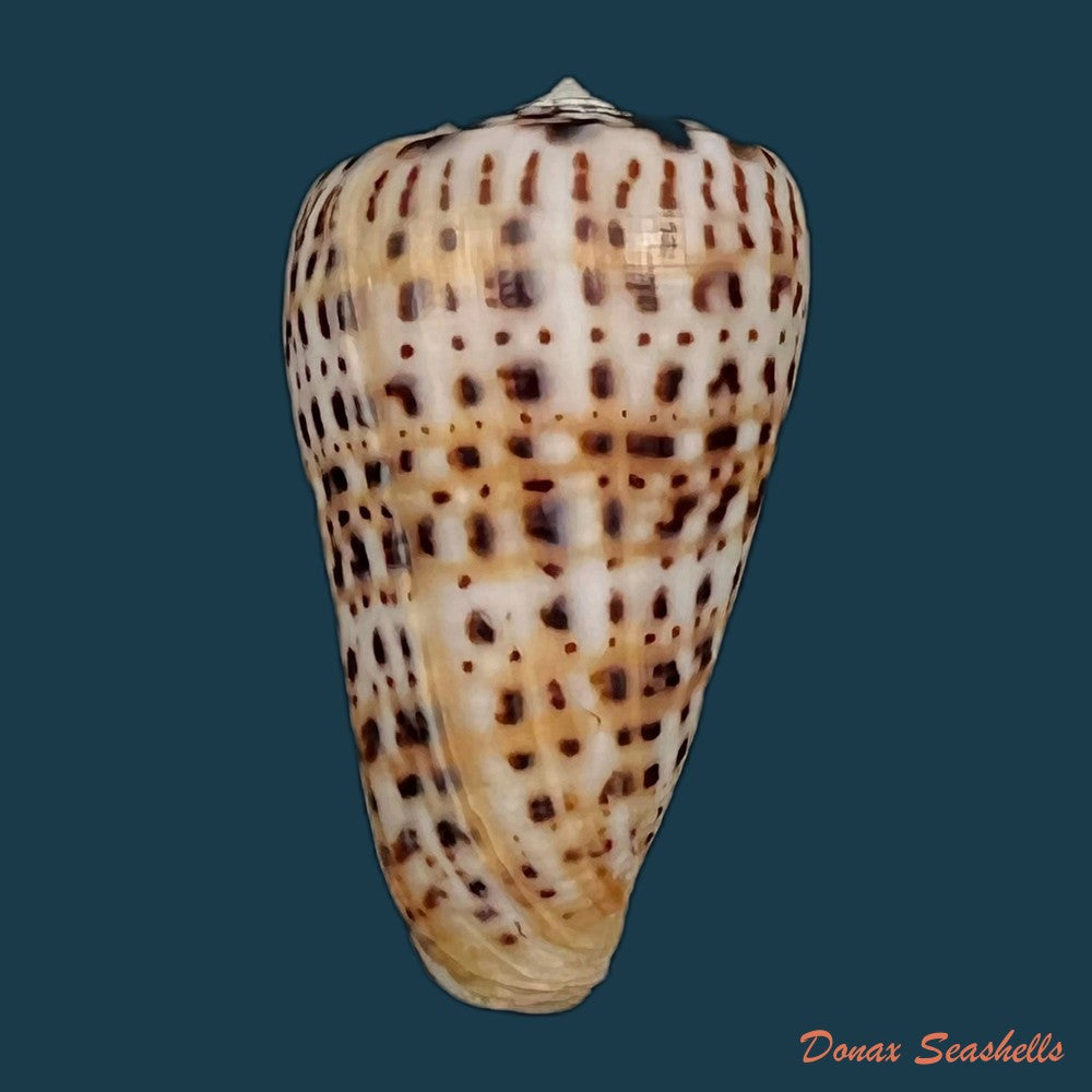 copia-de-conus-byssinus-roding-1798-44-9mm