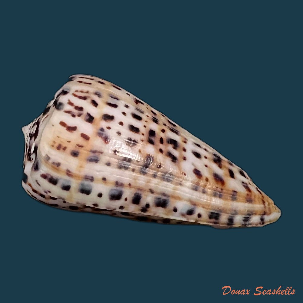 copia-de-conus-byssinus-roding-1798-44-9mm