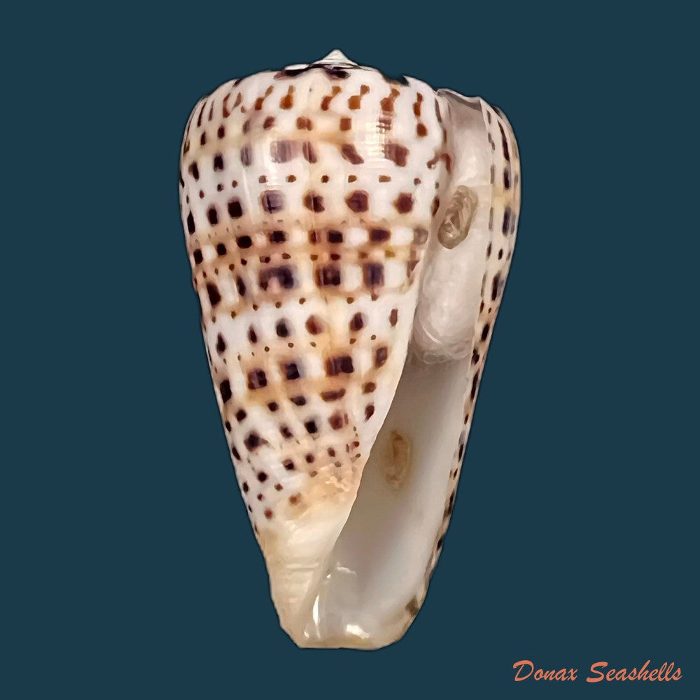 copia-de-conus-byssinus-roding-1798-44-9mm