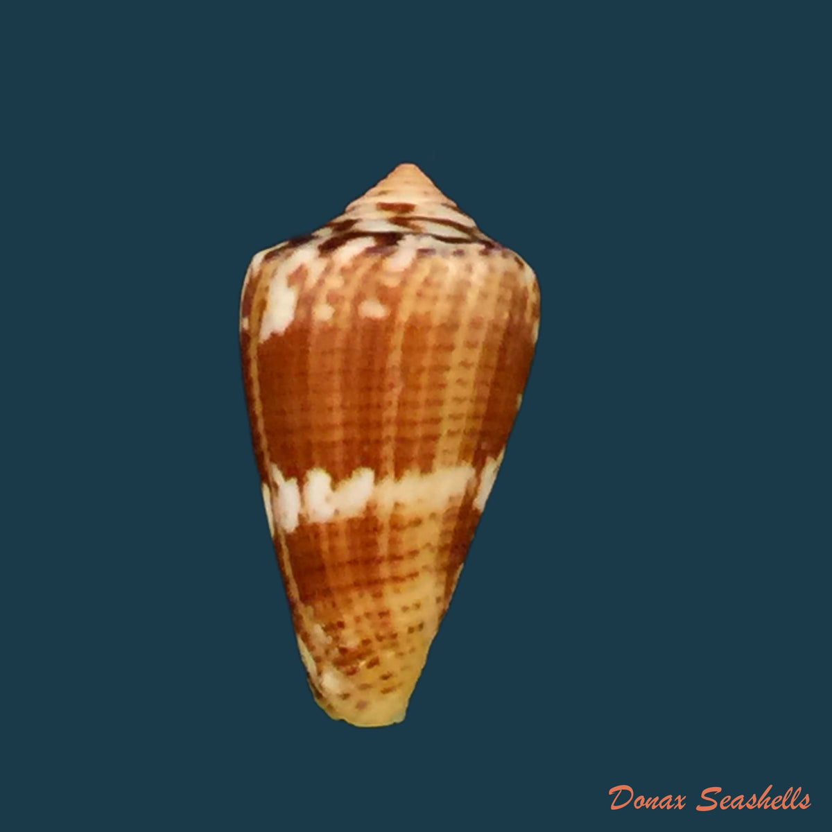 copia-de-conus-cargilei-coltro-2004-15-5mm