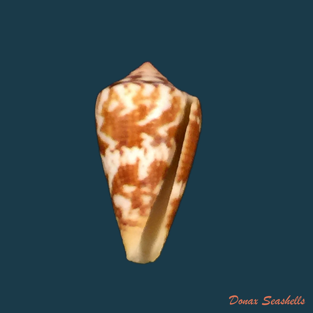 copia-de-conus-cargilei-coltro-2004-15-5mm