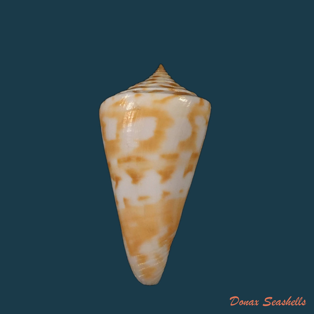copia-de-conus-carioca-petuch-1986-32-9mm-2