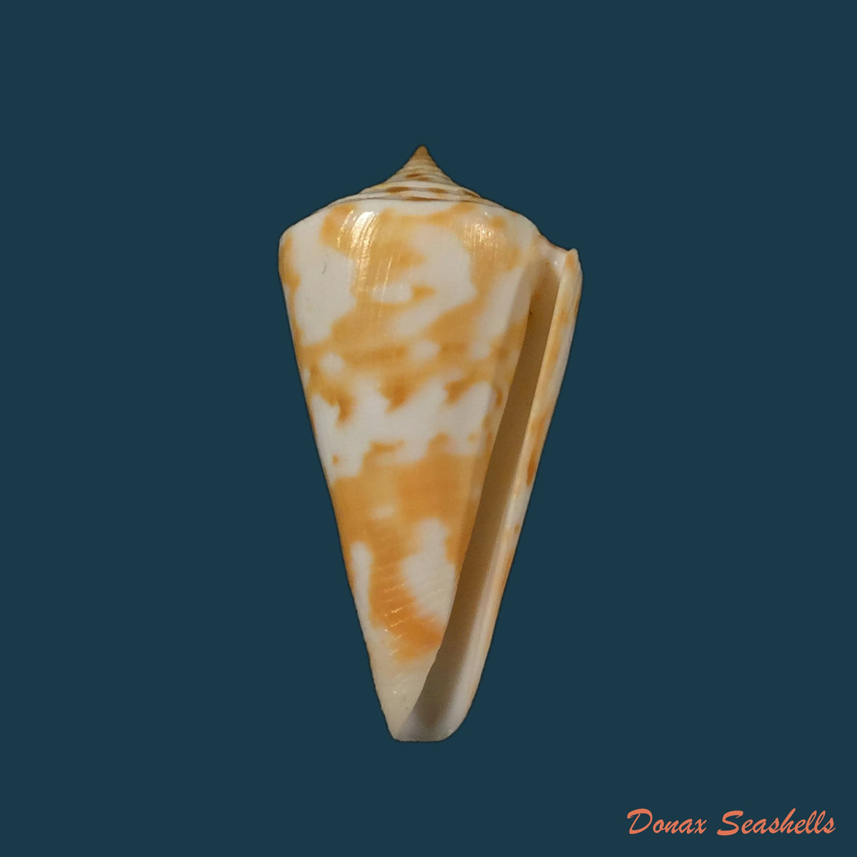 copia-de-conus-carioca-petuch-1986-32-9mm-2