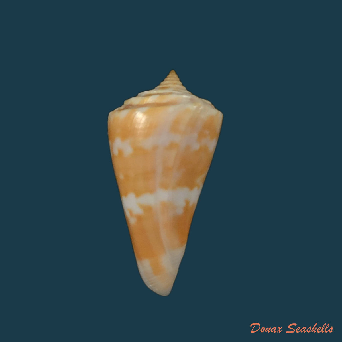 copia-de-conus-carioca-petuch-1986-35-1mm