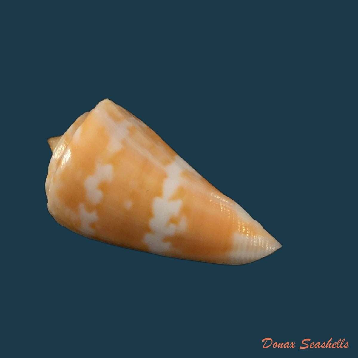 copia-de-conus-carioca-petuch-1986-35-1mm