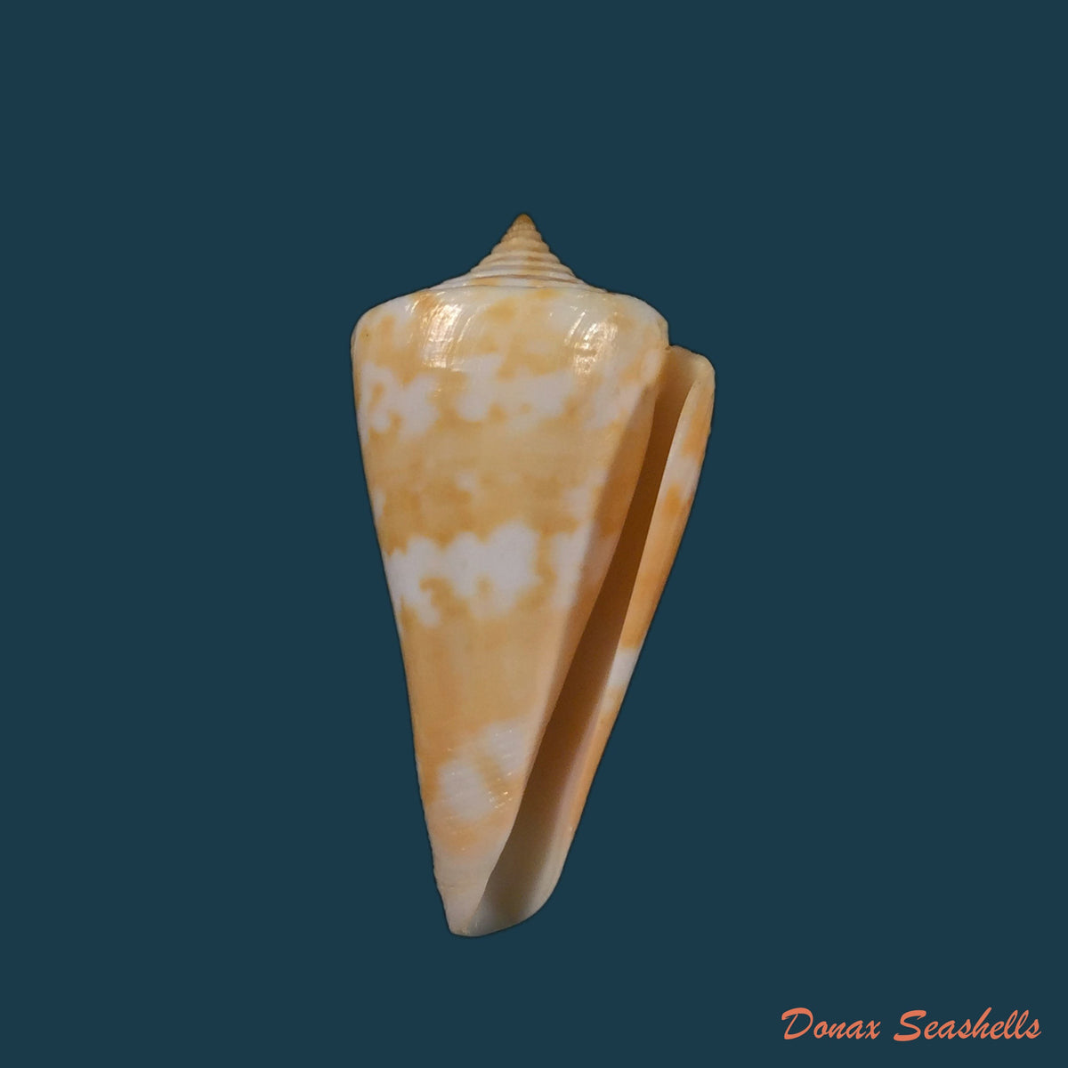 copia-de-conus-carioca-petuch-1986-35-1mm