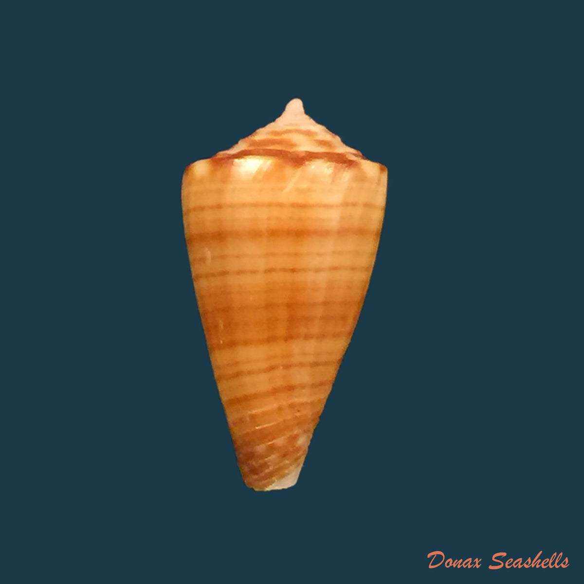 copia-de-conus-carioca-petuch-1986-38-5mm-1