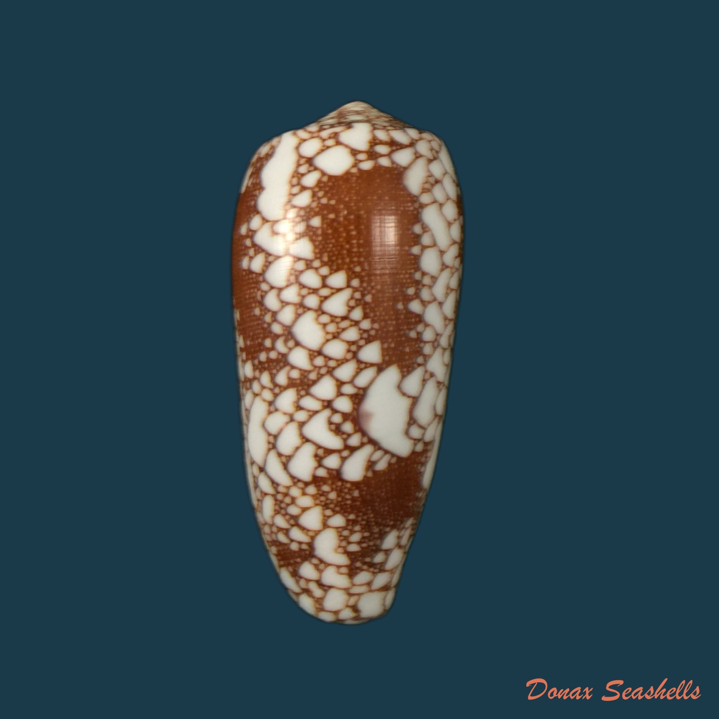 copia-de-conus-catus-hwass-1792-38-3mm