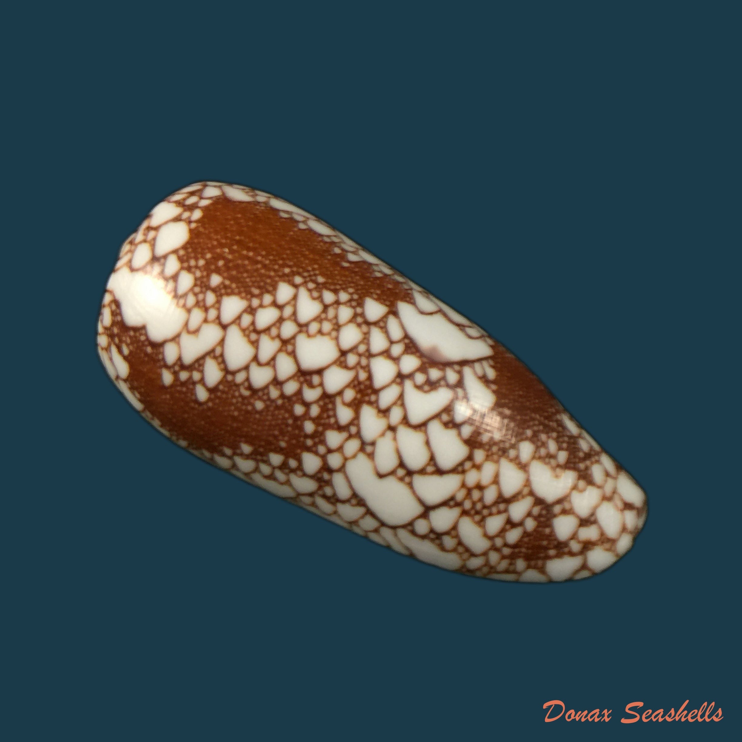 copia-de-conus-catus-hwass-1792-38-3mm