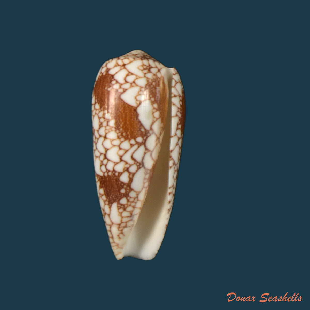 copia-de-conus-catus-hwass-1792-38-3mm