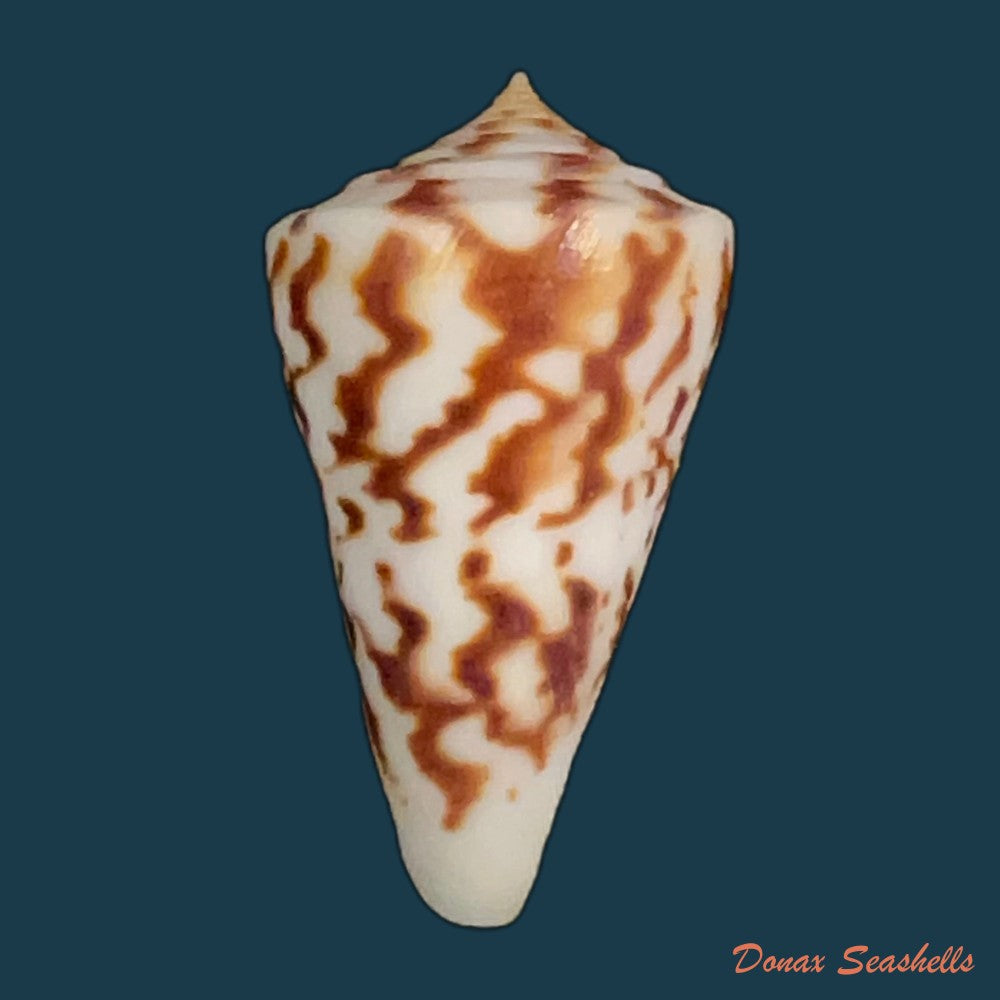 copia-de-conus-clerii-reeve-1844-42mm