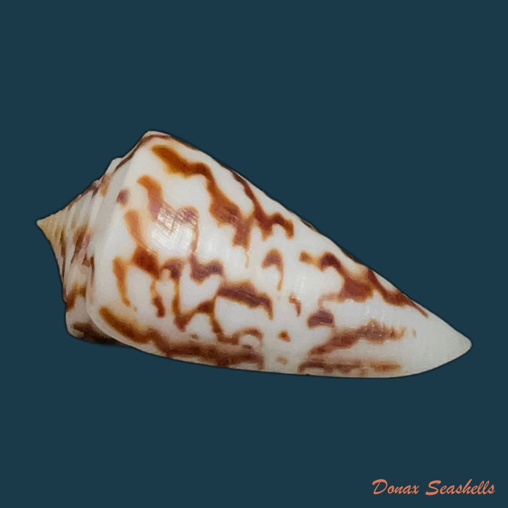 copia-de-conus-clerii-reeve-1844-42mm