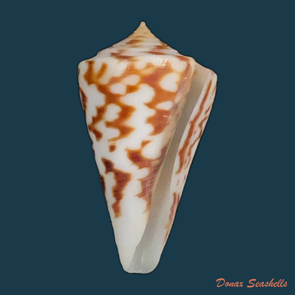 copia-de-conus-clerii-reeve-1844-42mm