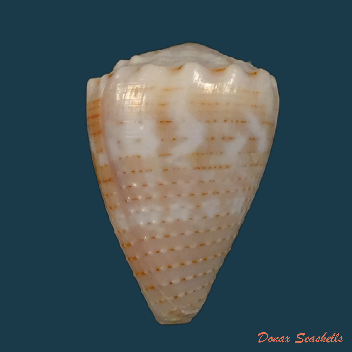 copia-de-conus-cylindraceus-broderip-sowerby-1831