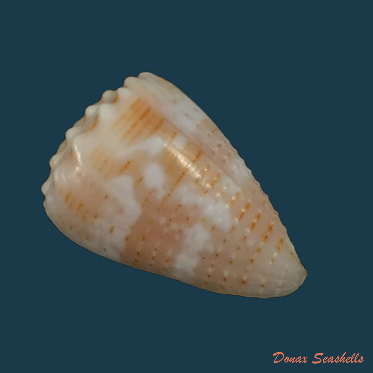 copia-de-conus-cylindraceus-broderip-sowerby-1831