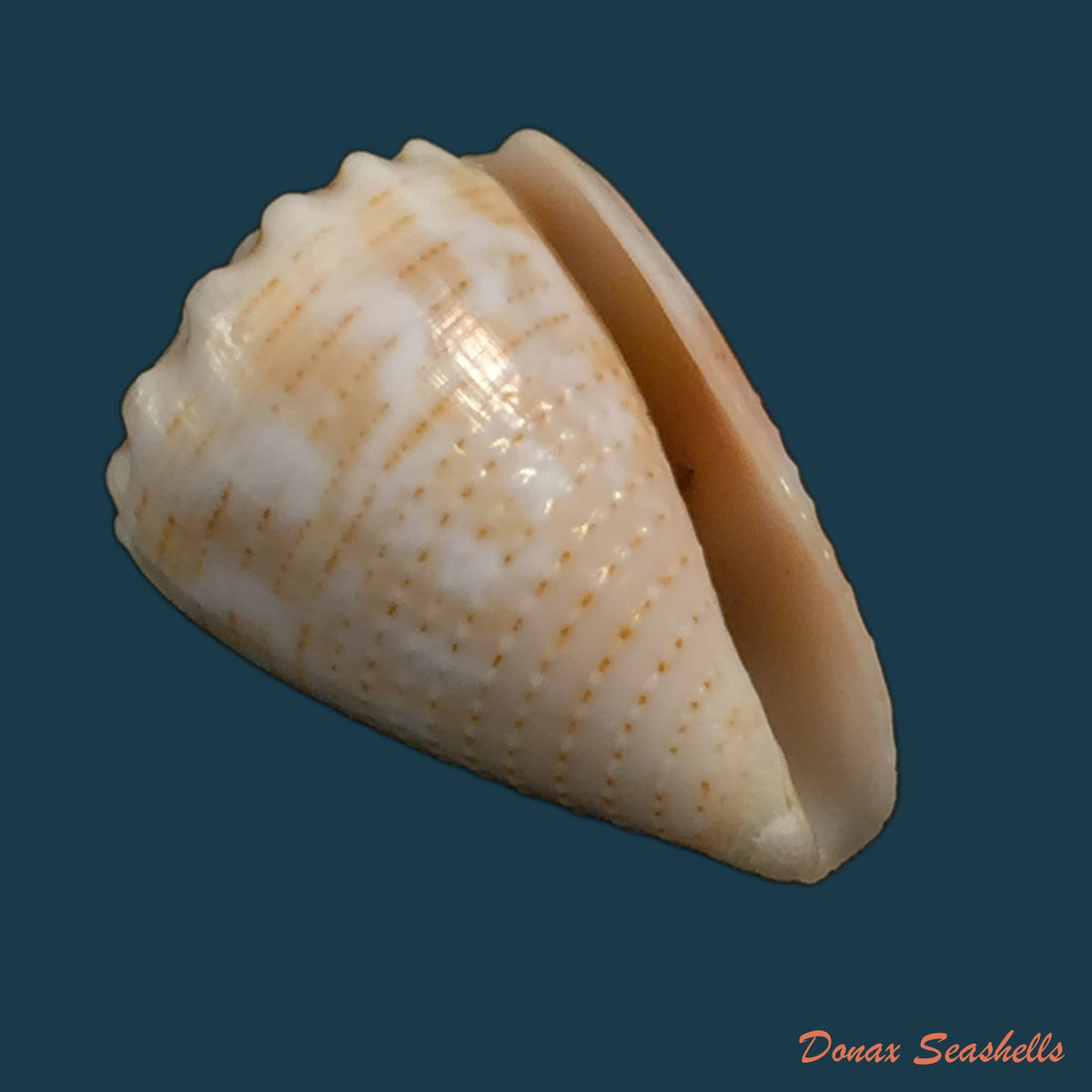 copia-de-conus-cylindraceus-broderip-sowerby-1831