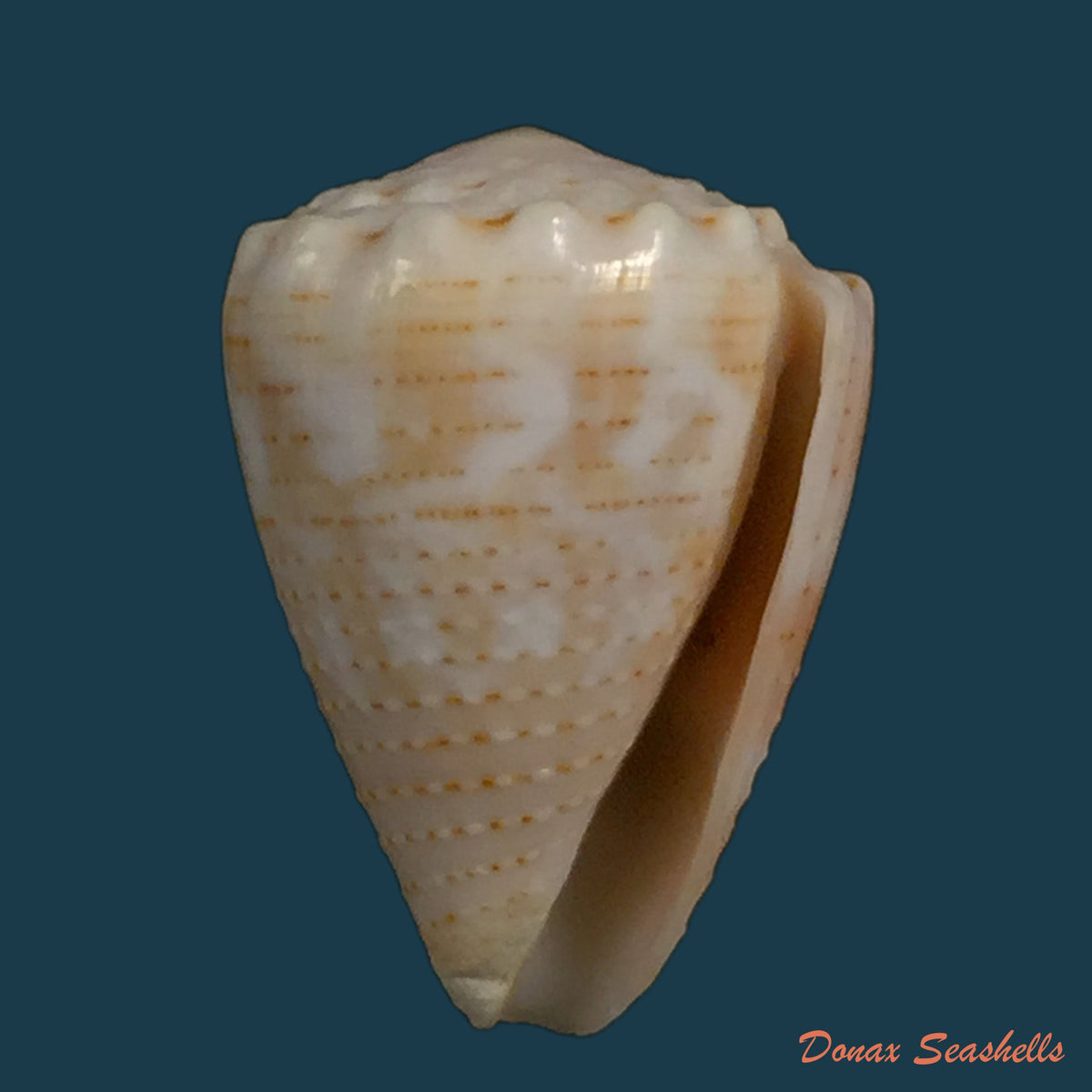 copia-de-conus-cylindraceus-broderip-sowerby-1831