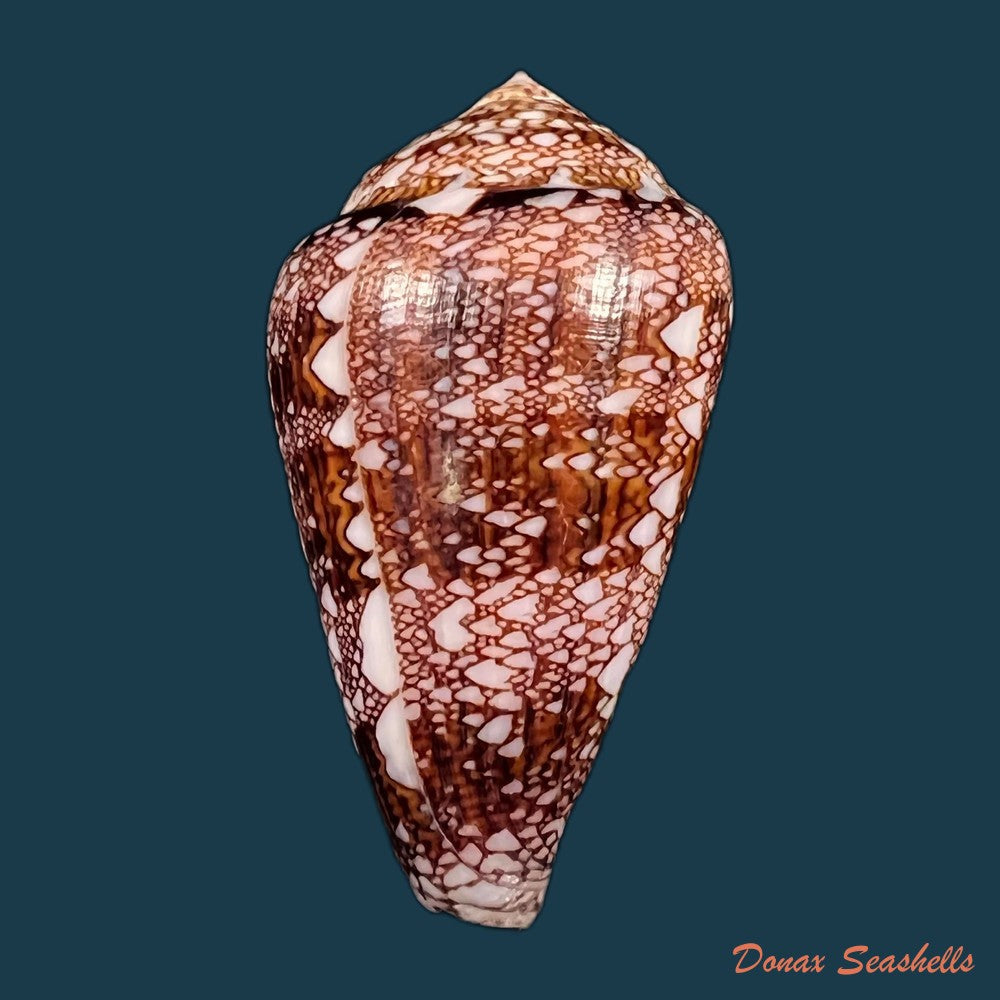 copia-de-conus-dalli-stearns-1873-43-2mm-1