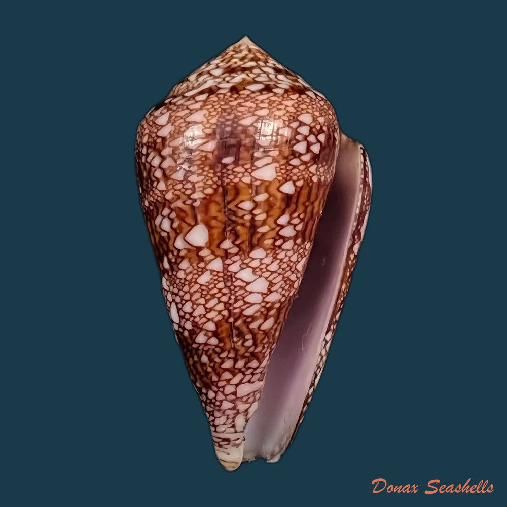 copia-de-conus-dalli-stearns-1873-43-2mm-1